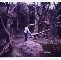 "Cleaning the Orangutan Exhibit"