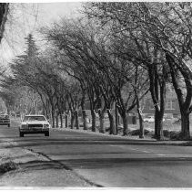 Elk Grove endangered trees