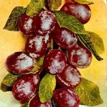 "A Cluster of Prunes"