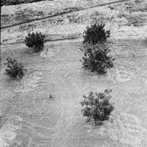 Peach Orchard in Sutter County