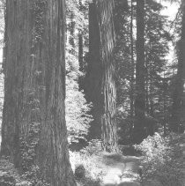 Road Among Redwoods