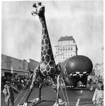 A spindly legged giraffe moves along J Street with a bulging hippopotamus close behind in the annual giant baloon parade