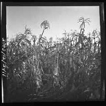 Negative, Safety, Unknown