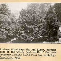 Trees in Capitol Park