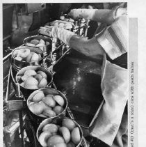 View of cling peaches filled in #10 (that's a size) cans with peach halves at the Tri Valley Cannery