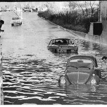 El Camino Water Bugs