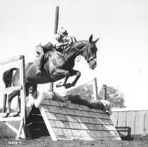 Horse Jumping