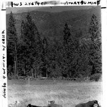 Cattle in meadow