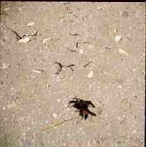 Slides of California Historical Sites. Untitled, crab on a beach