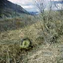 Slides of California Historical Sites. Trip to Alaska, various locations in Alaska, May 1951, including British Columbia and Yukon Territory