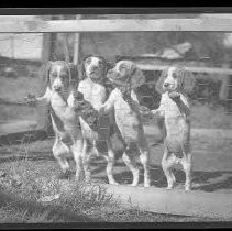 Four puppies behind a fence