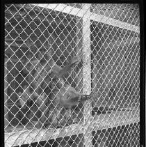 Negative, Safety, Unknown