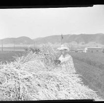 Tehachapi Seed Growing