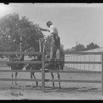 Negative, Glass Plate