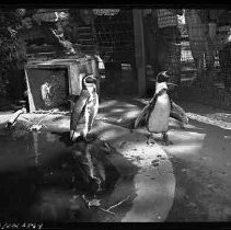 Negative, Safety, Unknown