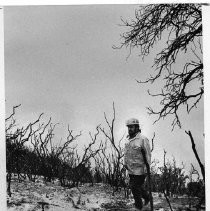 Fireman Views Burned Big Sur Area