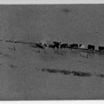 Cattle Seek High Ground