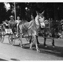 Pony Express Parade down K Street during the "re-run" of the Pony Express