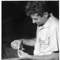 Photographs from Wild Legacy Book. Photograph, Harvey Russo, Asst. Chief, Game Management, with dove trapped in Argus - Coso Mts., summer 1958