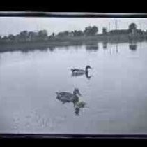 A pair of mallard ducks with one duckling