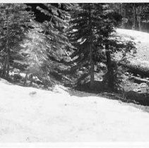 View of Lovers Leap Trail at Camp Sacramento in the El Dorado National Forest. Snow is still on the ground, June 16, 1967