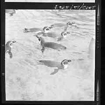 Negative, Safety, Unknown