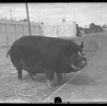 Negative, Glass Plate