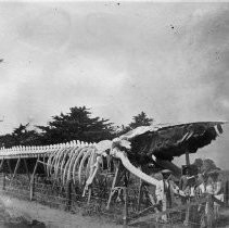 Skeleton of Whale, Point Lobos, Calif, Monterey County. Misses Crofton, Miller, Kilgore, Fontain and the "Virgins" driver. Summer of 1906. Length 140 ft. so called