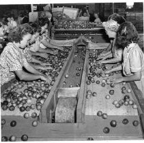 Sorting fruit at California Fruit Exchange