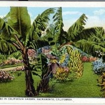 A Banana Tree in California Garden