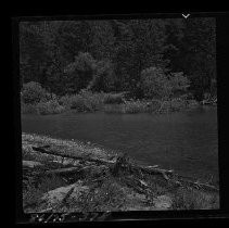 Forest with creek