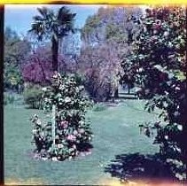 Camellia plant in bloom