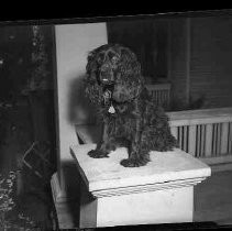 A Cocker Spaniel dog