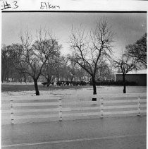 Cows Find High Ground