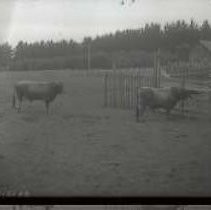Negative, Glass Plate