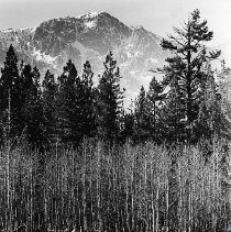 A Meadow Below Mt. Tallac