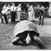 Aldabra Tortoise at Fairytale Town