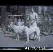 A young woman holding two wolfhounds on leashes