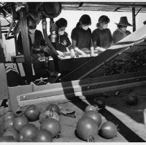 Farmworkers process tomatoes on a harvesting machine