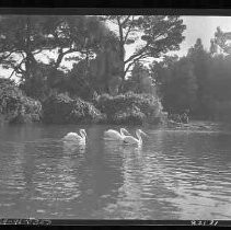 Golden Gate Park (?)