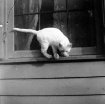 White Cat on Windowsill