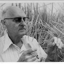 Johan J. Mastenbroek, checking an experimental rice crop