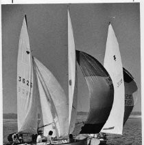 Camellia Cup Regatta