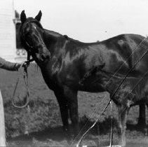 "Mary [Orr] and Dolly and Colt"