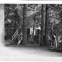 Old Giant Sequoia pavilion dance platform