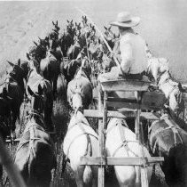 Combined Harvester, Sacramento Valley, Calif