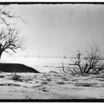 Levee Break and Tree Top