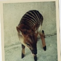 "Zebra Duiker"