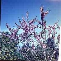 Fruit tree in bloom