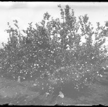 A close-up view of fruit trees in Fair Oaks